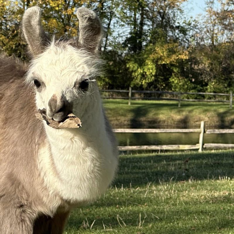 Llama