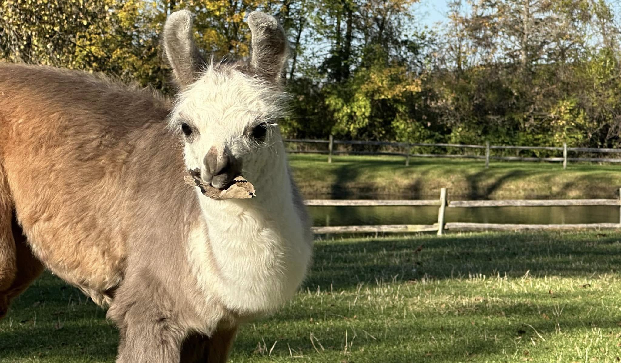 Llama