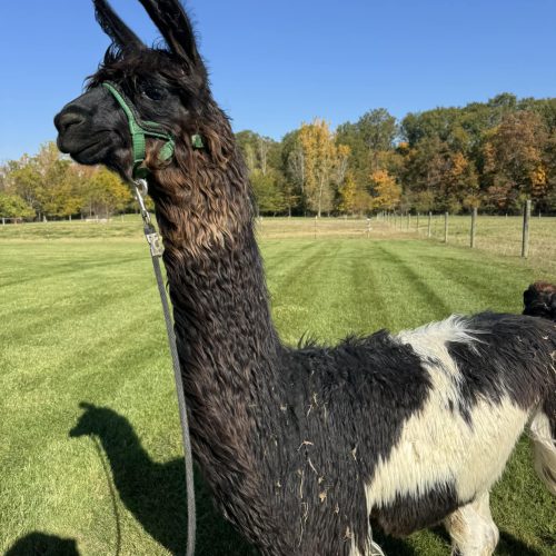 Llama