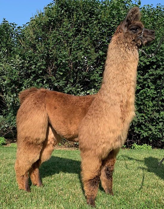 Almeda