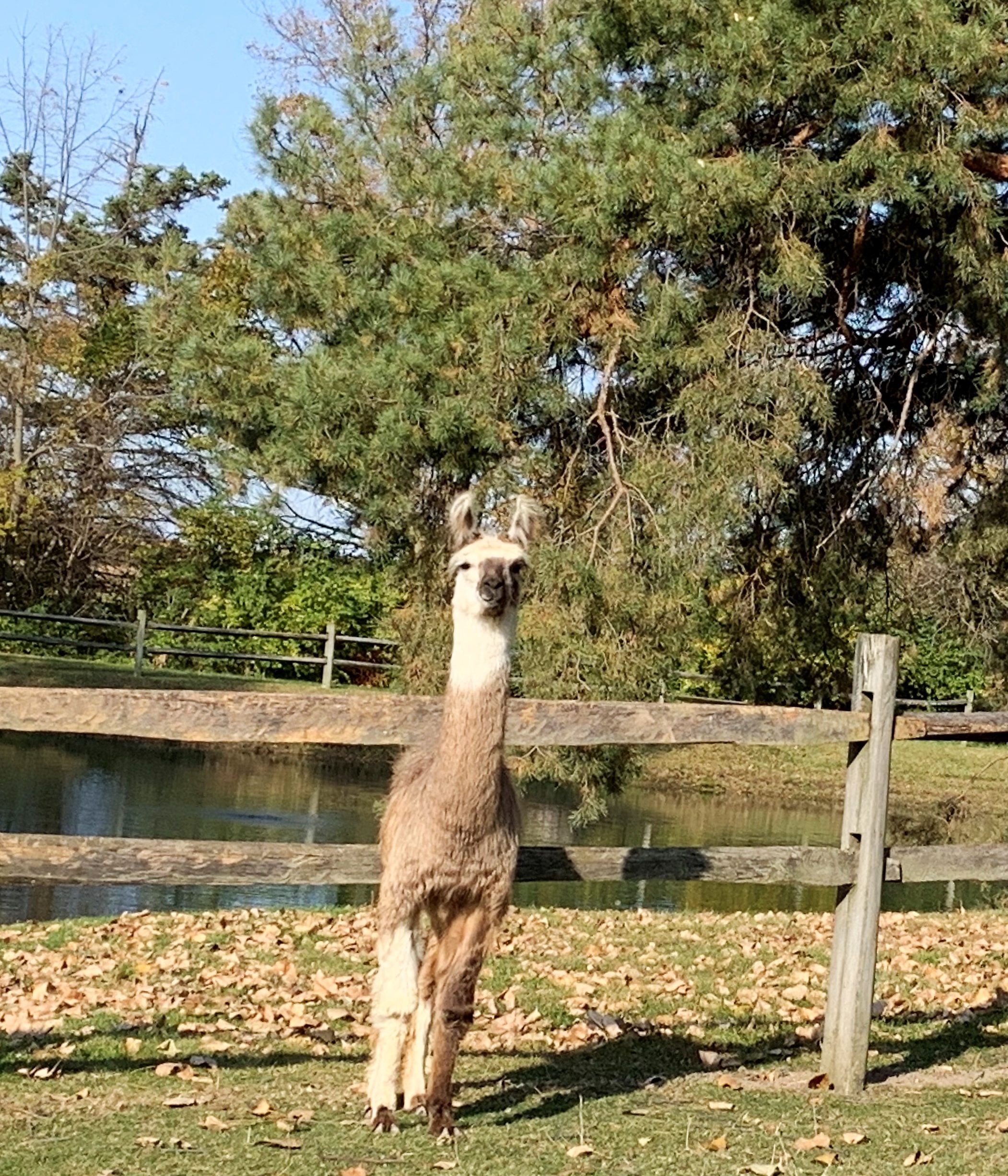 Llama
