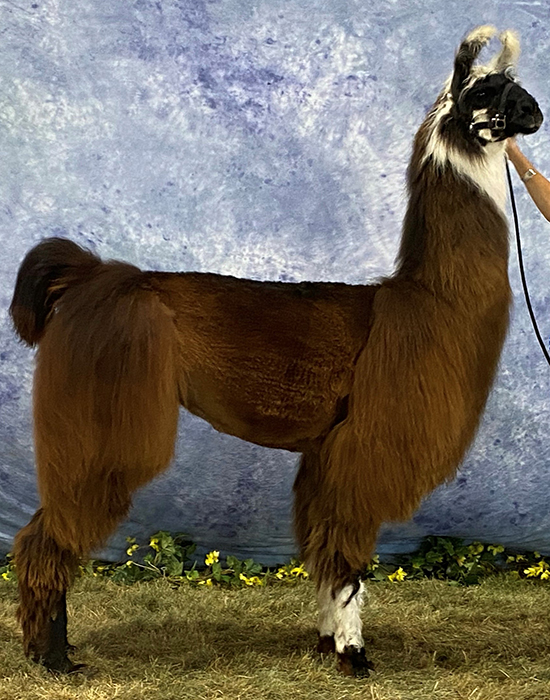 Llama