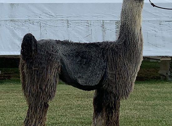 WOL Chiri Silver Rosa