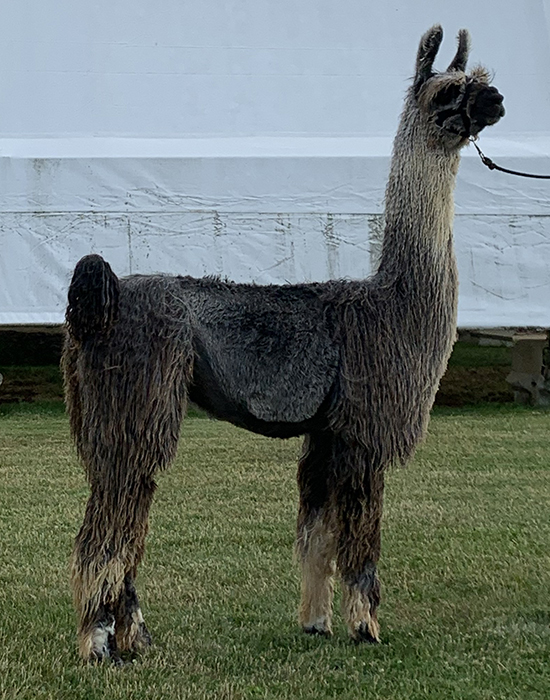 WOL Chiri Silver Rosa