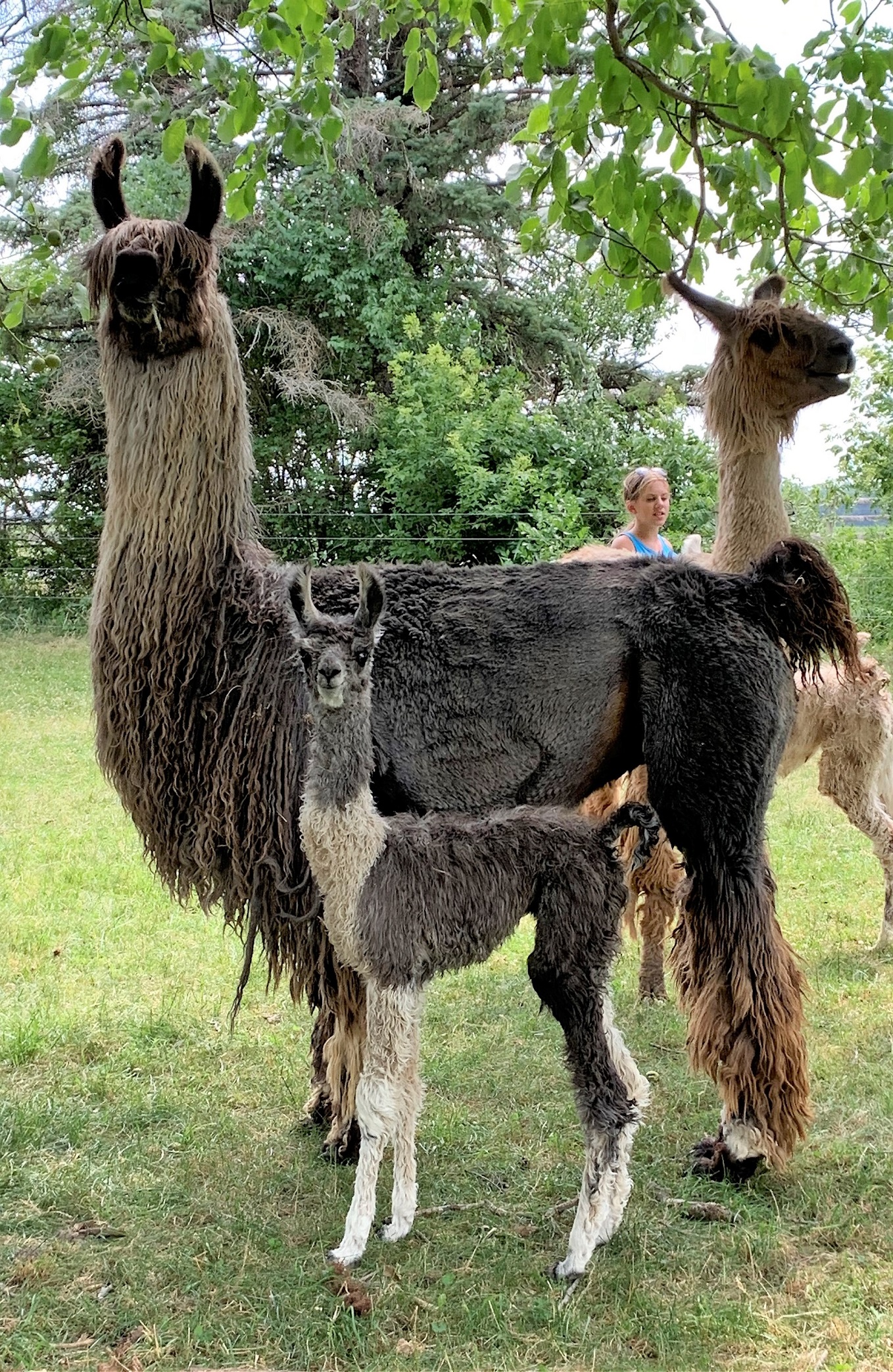 Llama