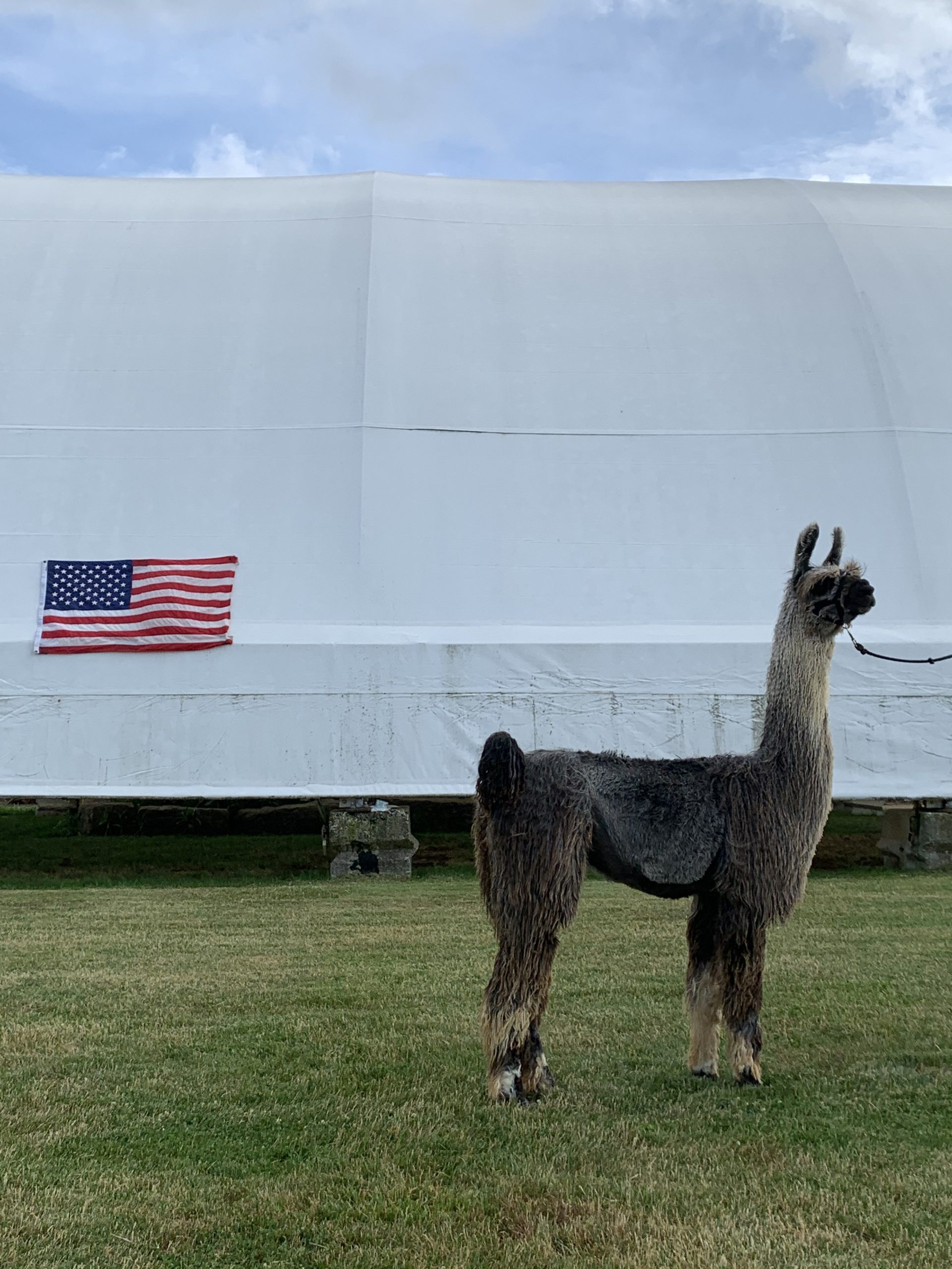 Llama