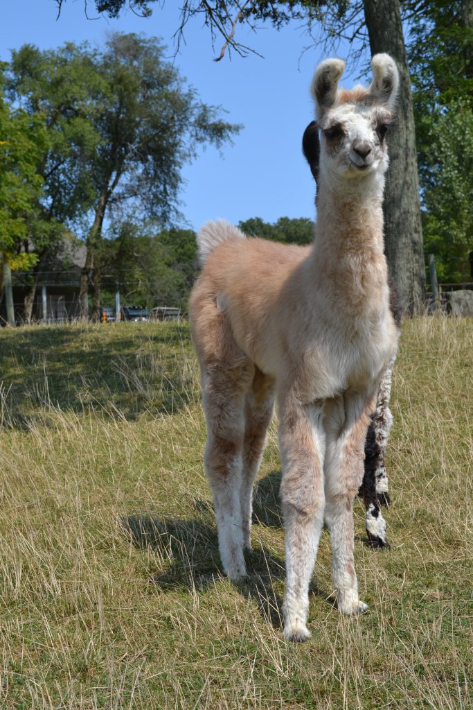 Llamas
