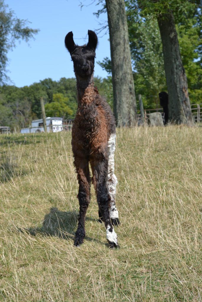 Llama