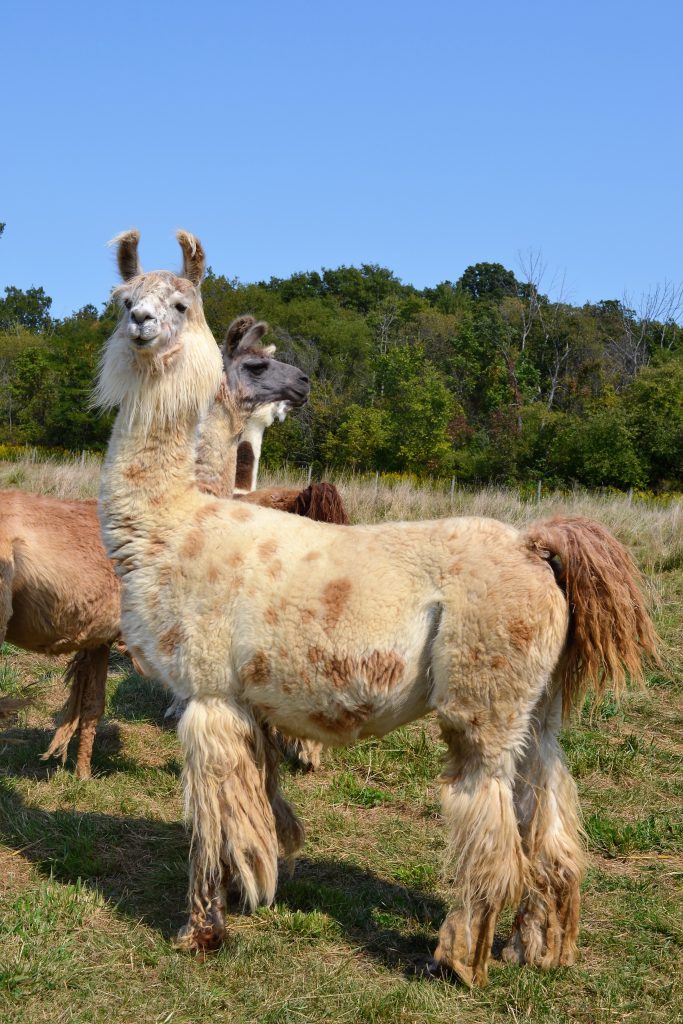 Llama
