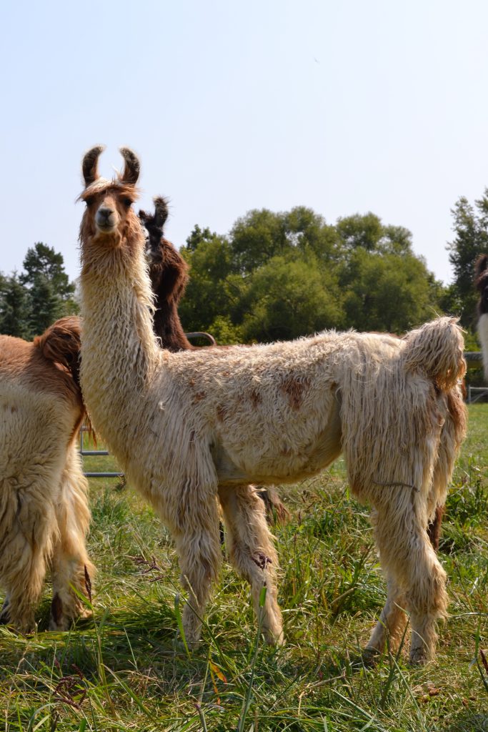 Llamas