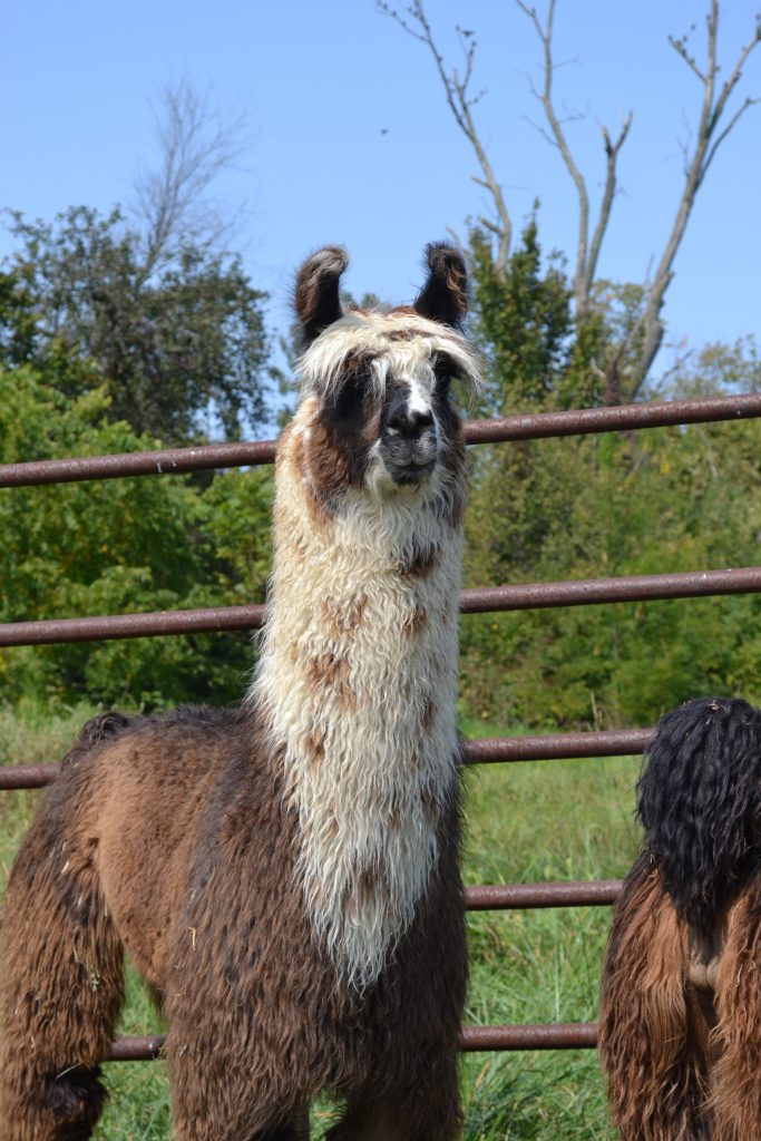 Llama
