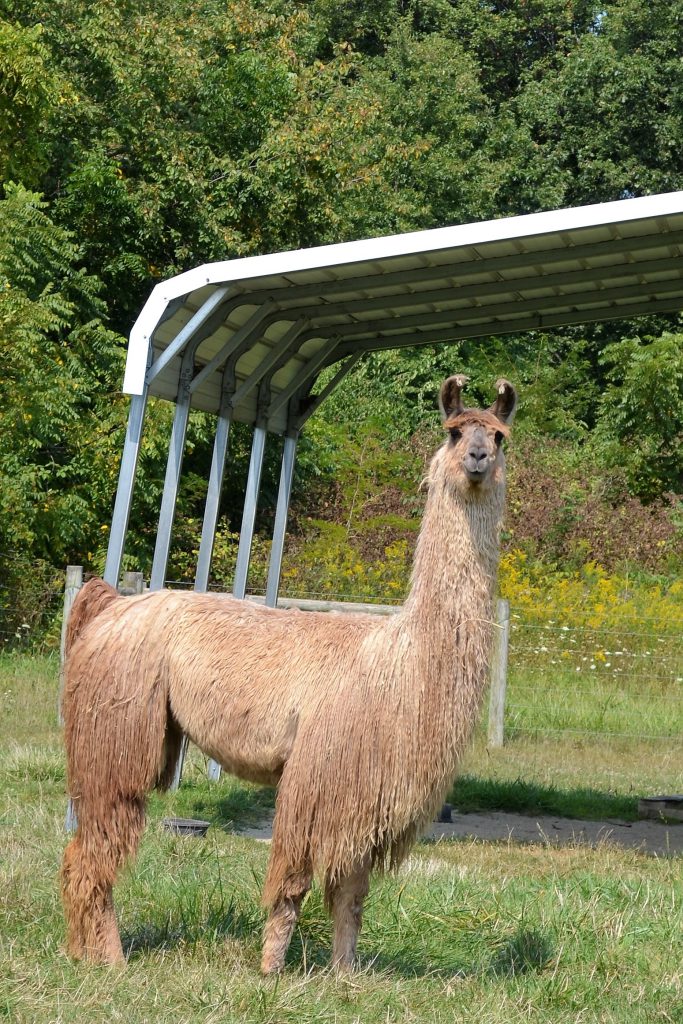 Llama