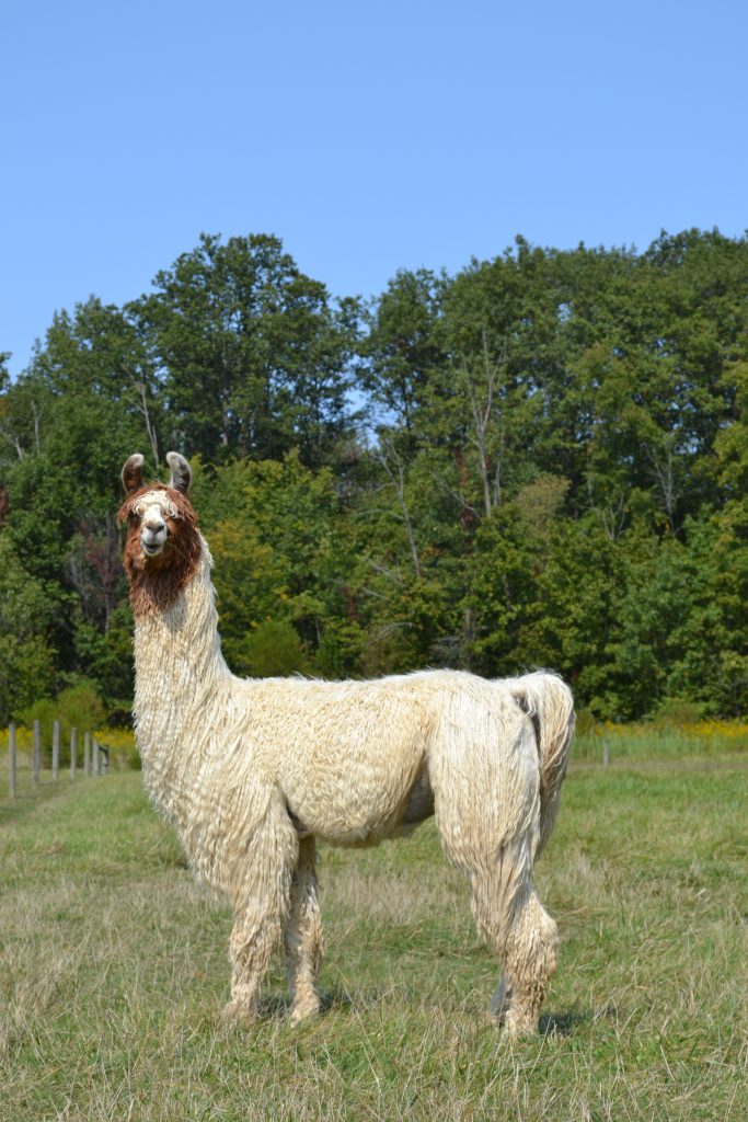 Llama