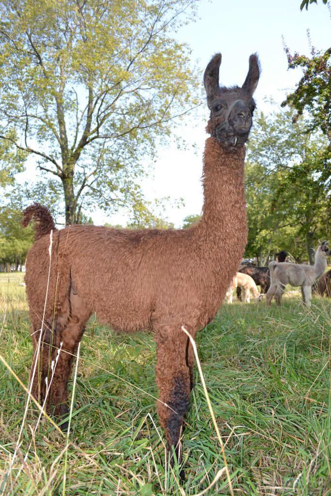 Llama