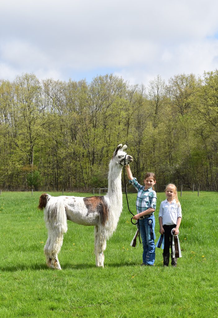 Llama