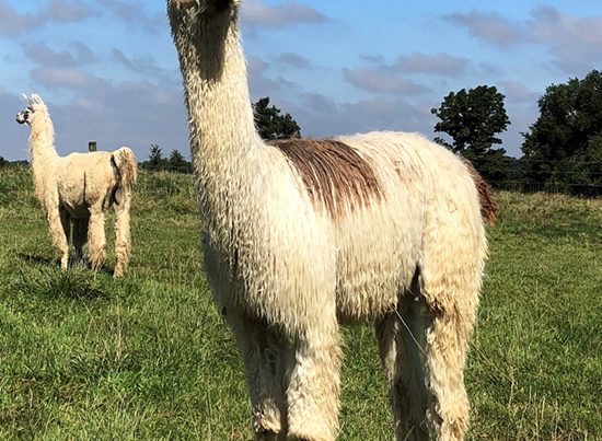 Hard Rock’s Follow My Tracks