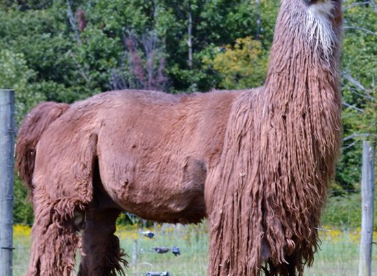 Hard Rock’s Prime Asset