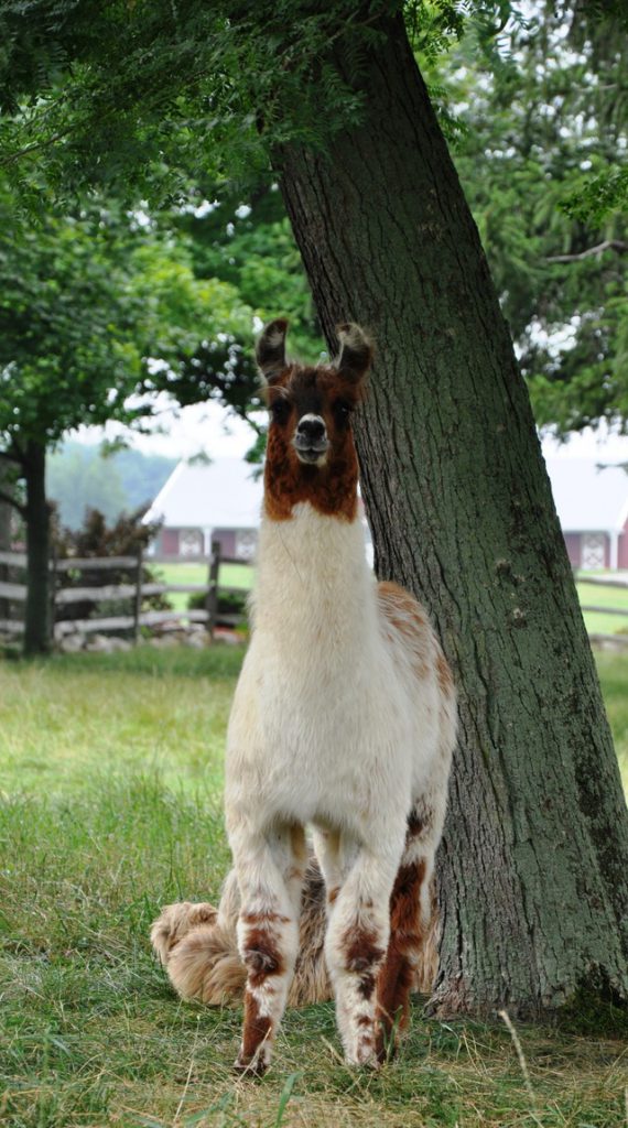 Llama