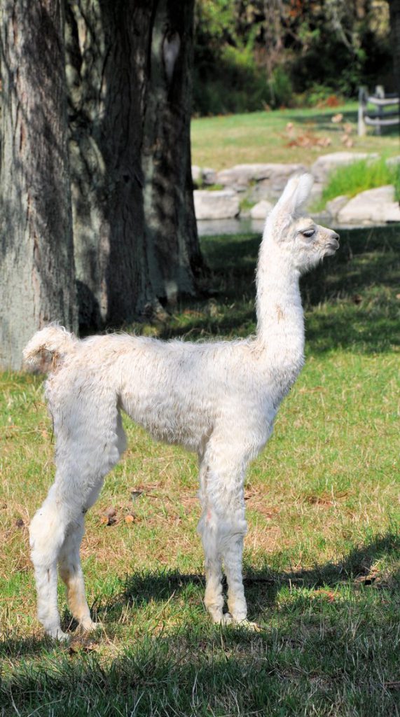 Llama
