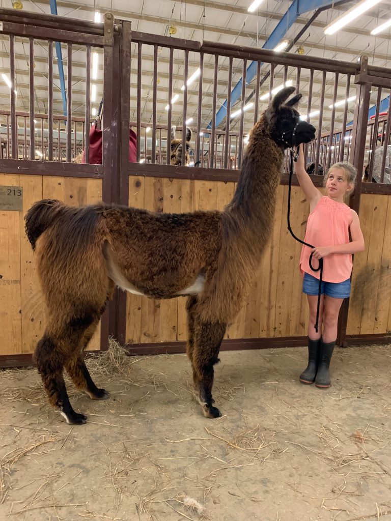 Llama