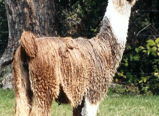 M.R.S. Direct Deposit