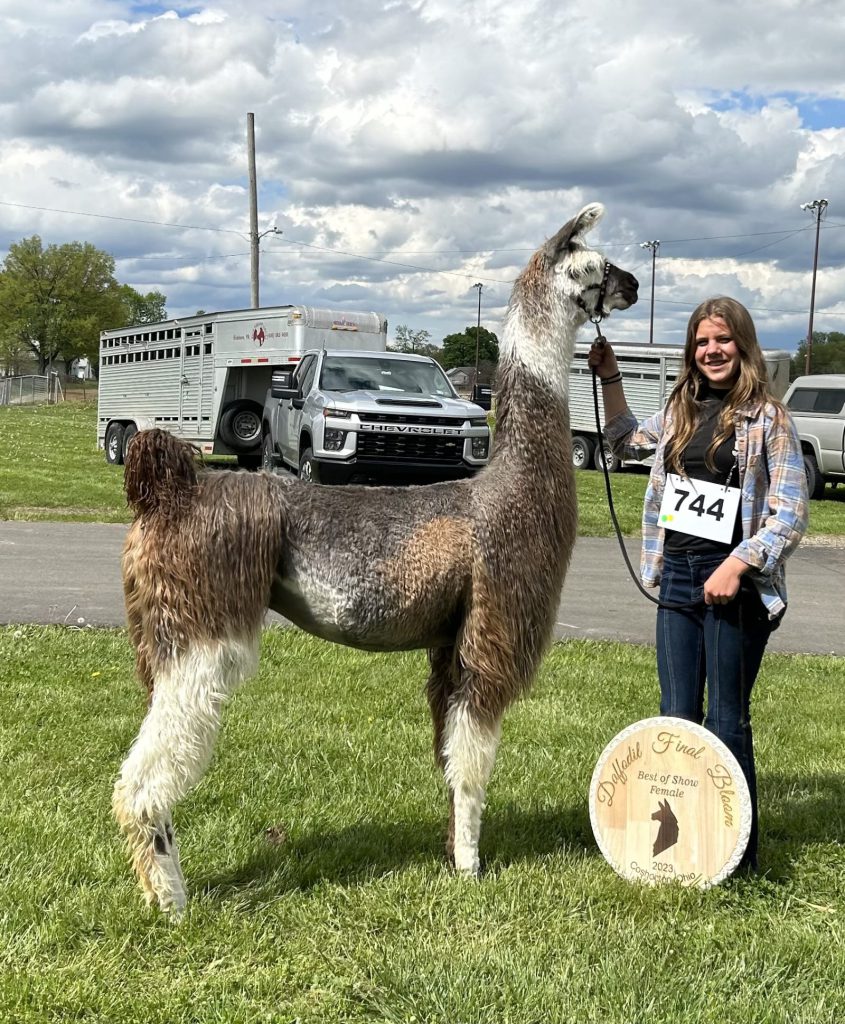 Llama