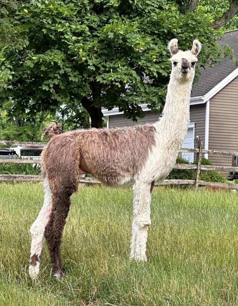 Llama