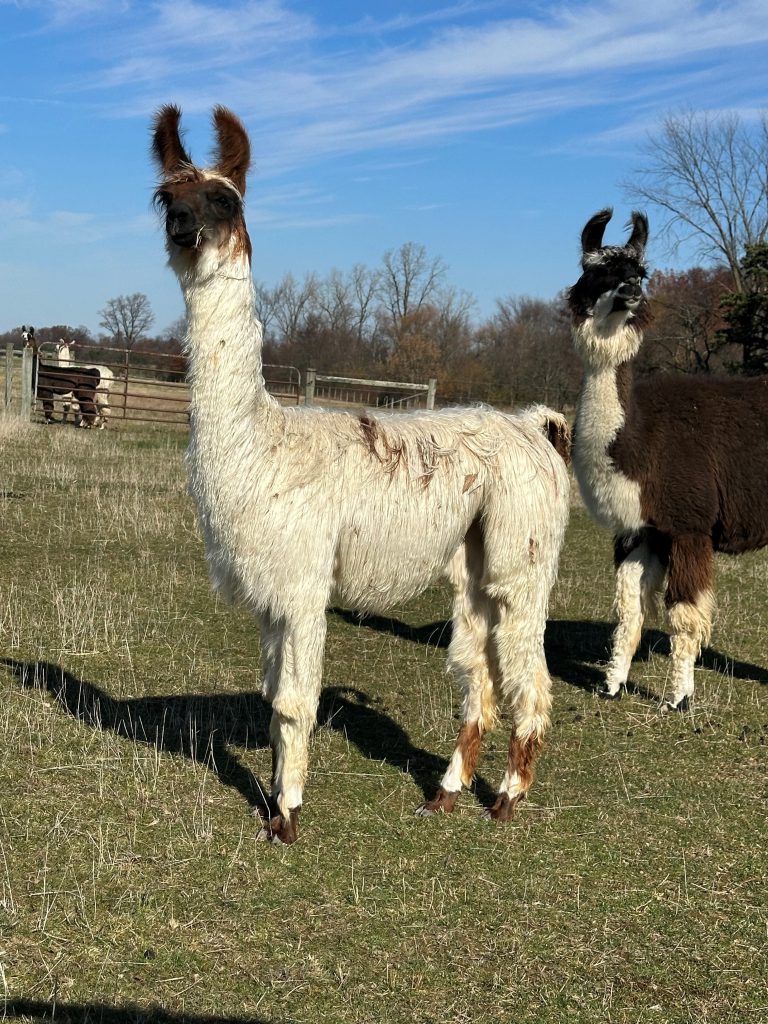 Llama