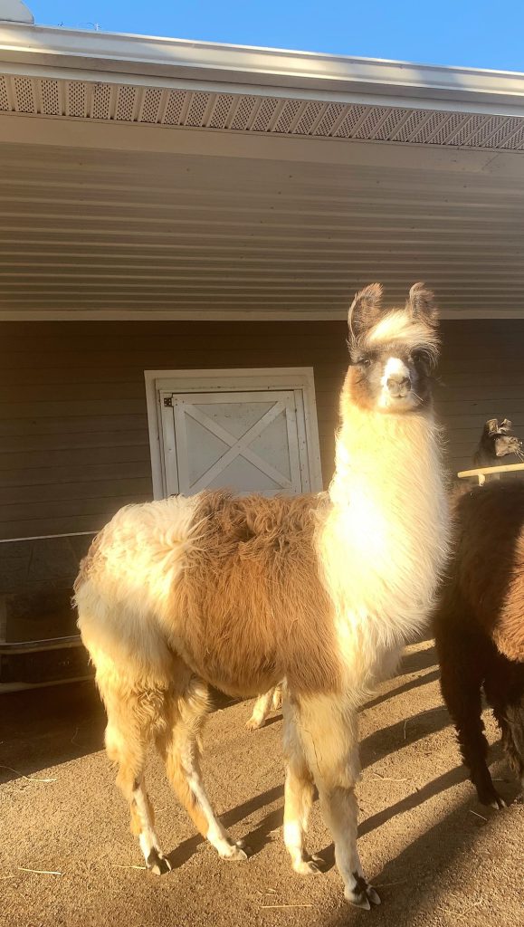 Llama
