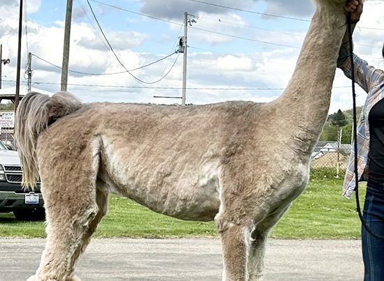 Hard Rock’s Statesman