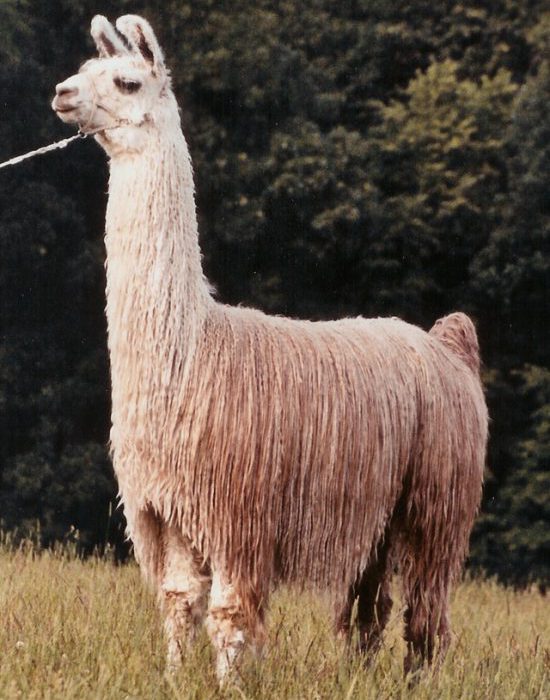 tige no compromise on the ridge